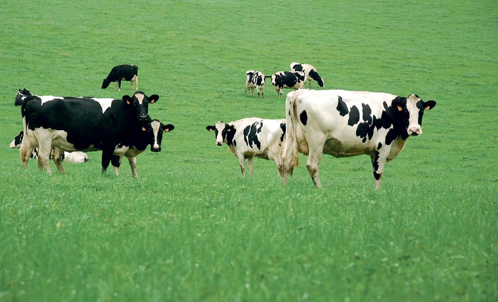 lait-prim-holstein-pature-prairie - Illustration Quota : La robustesse des systèmes laitiers sera déterminante