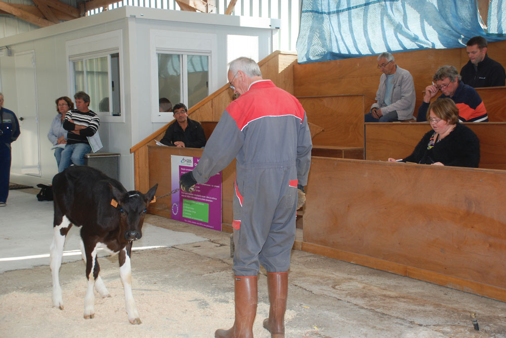 marche-enchere-moreac-ouest-genis-station-exportation-genisse - Illustration Ouest Génis’ se dote d’une station pour l’exportation