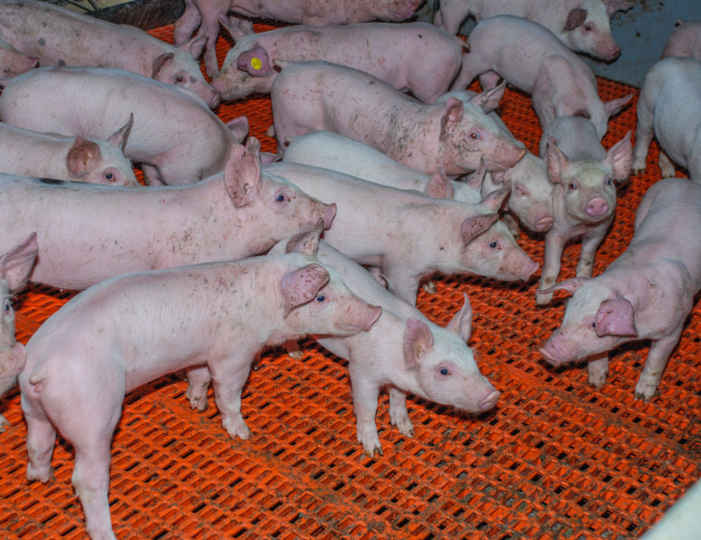marche-porc-allemand-interview-juergen-ohlhoff-premier-conseiller-agriculture-ambassade-republique-federale-allemagne - Illustration Subventionner le stockage privé ne fait que déplacer les problèmes de marché