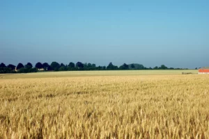 moisson-orge-chaleur-maturite-culture-bretagne