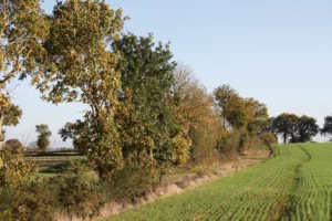 nouvelle-regle-pac-haie-environnement