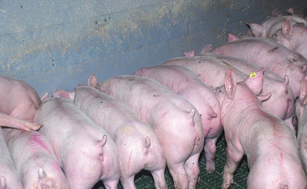 porc-aliment-matiere-premiere-digestion-genetique - Illustration Le porc devra digérer des matières moins nobles