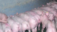 porc-aliment-matiere-premiere-digestion-genetique