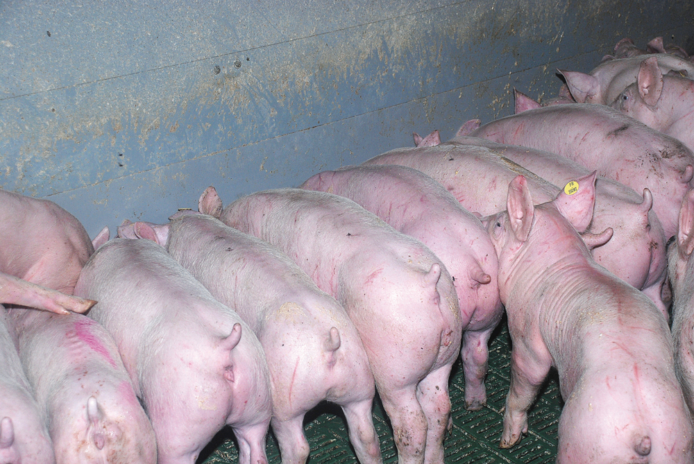 porc-aliment-matiere-premiere-digestion-genetique - Illustration Le porc devra digérer des matières moins nobles