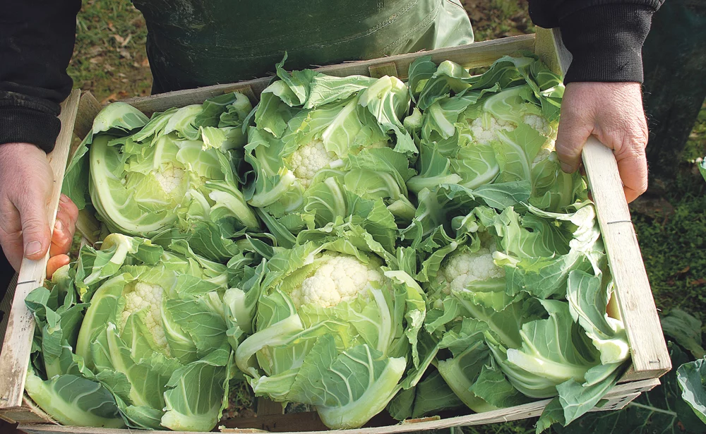 Le Chou frisé - mon-marché.fr