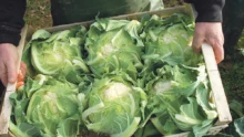 production-legumiere-saint-meloir-des-ondes-cagette-chou-fleur