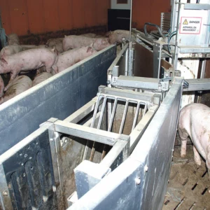 Une puce à l'oreille permet à l'automate de reconnaître chaque porc et de le diriger vers la zone souhaitée