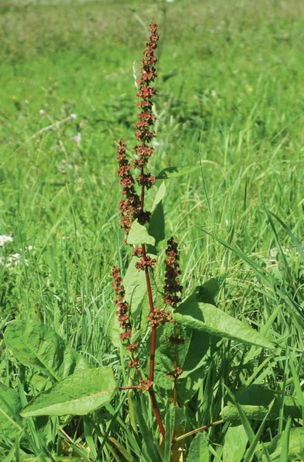 rumex feuilles obtuses