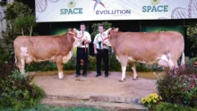 simmental-space-2015-concours-bovin