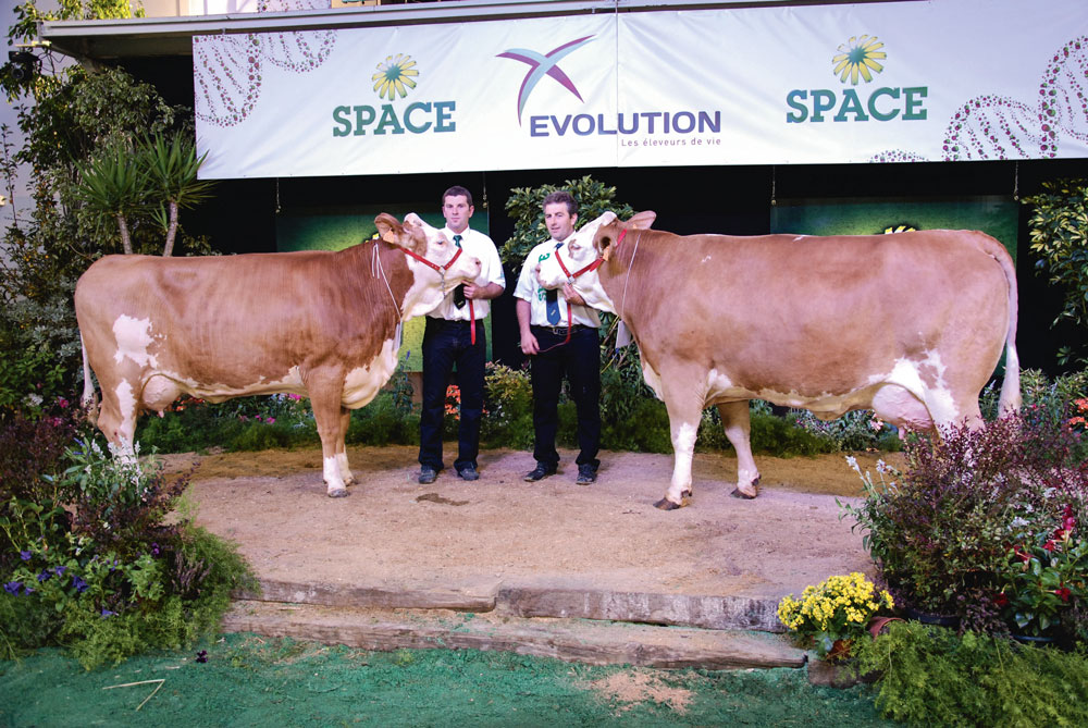 simmental-space-2015-concours-bovin