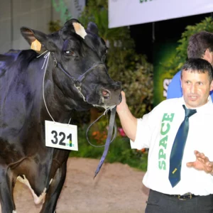 Bachkirie (talent Lad x Roy), à l’EARL Nicolo à Plumelin (56)