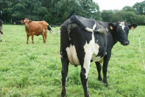 vache-fourrage-prairie-paturage-melange-multi-espece-couvert