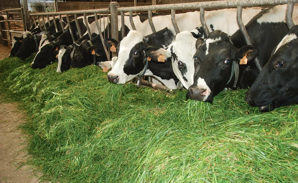 affouragement-enquete-ille-et-vilaine-herbe-fraiche-lait-prim'holstein - Illustration Plus d’herbe fraîche grâce à l’affouragement en vert