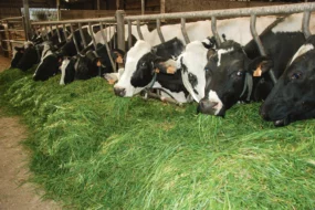 affouragement-enquete-ille-et-vilaine-herbe-fraiche-lait-prim'holstein