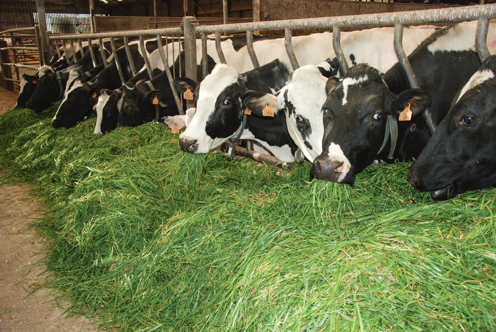 affouragement-enquete-ille-et-vilaine-herbe-fraiche-lait-prim'holstein - Illustration Plus d’herbe fraîche grâce à l’affouragement en vert