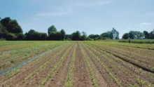 agronomie-travail-sol-technique-environnement