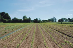 agronomie-travail-sol-technique-environnement