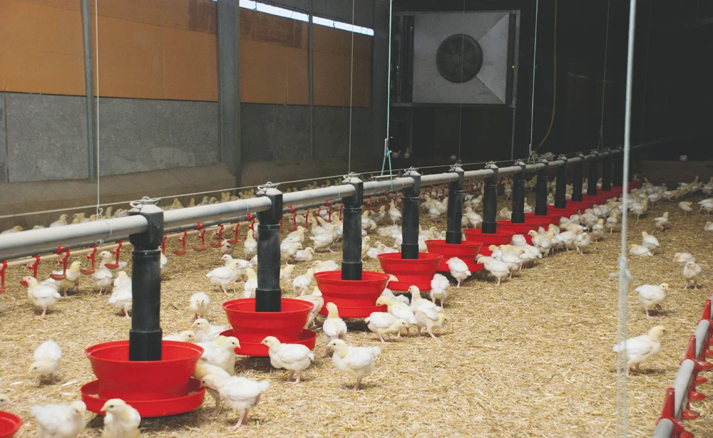 aviculture-poulet-surface-production-demande - Illustration Investir dans la production de poulet