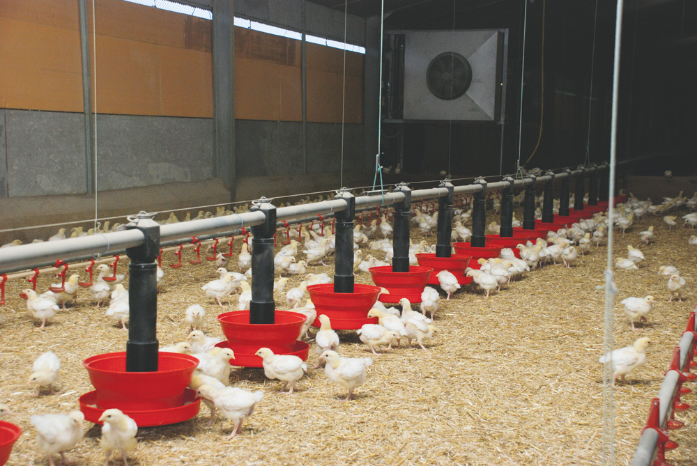 aviculture-poulet-surface-production-demande - Illustration Investir dans la production de poulet