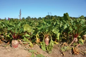 betterave-fourragere-energie-racine-chambre-agriculture-smega-apres-midi-technique