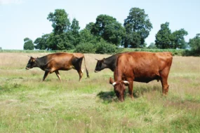 canadienne-bretagne-mickael-rome-baguer-morvan