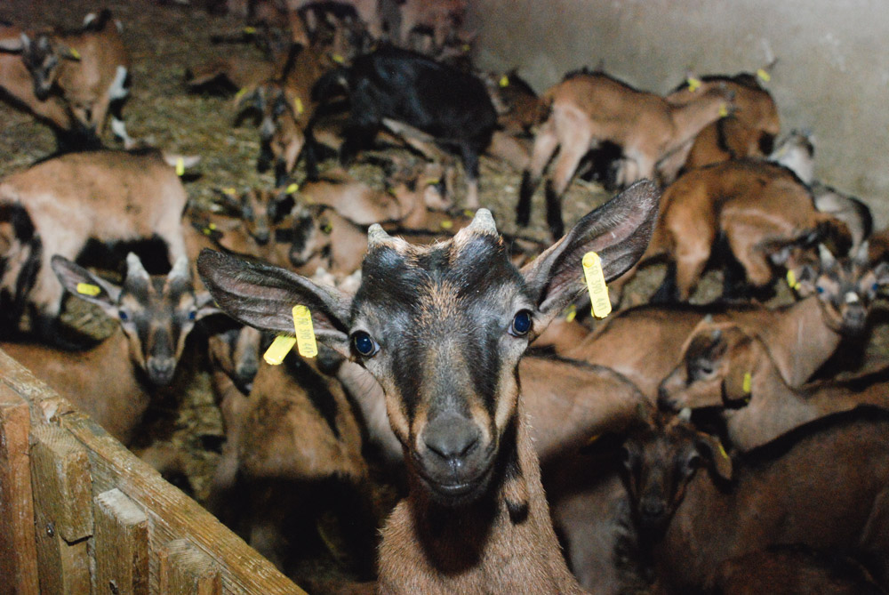 chevreau-claudine-jean-louis-chantepie-valorisation-batiment - Illustration Rentabiliser des bâtiments vacants avec des chevreaux