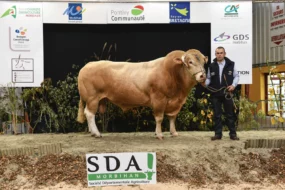 concours-bovin-blond-aquitaine-ohh-la-vache-2015