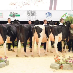 Avec ces quatre animaux, l’EARL des Blés noirs (22) remporte le Prix du lot d’élevage