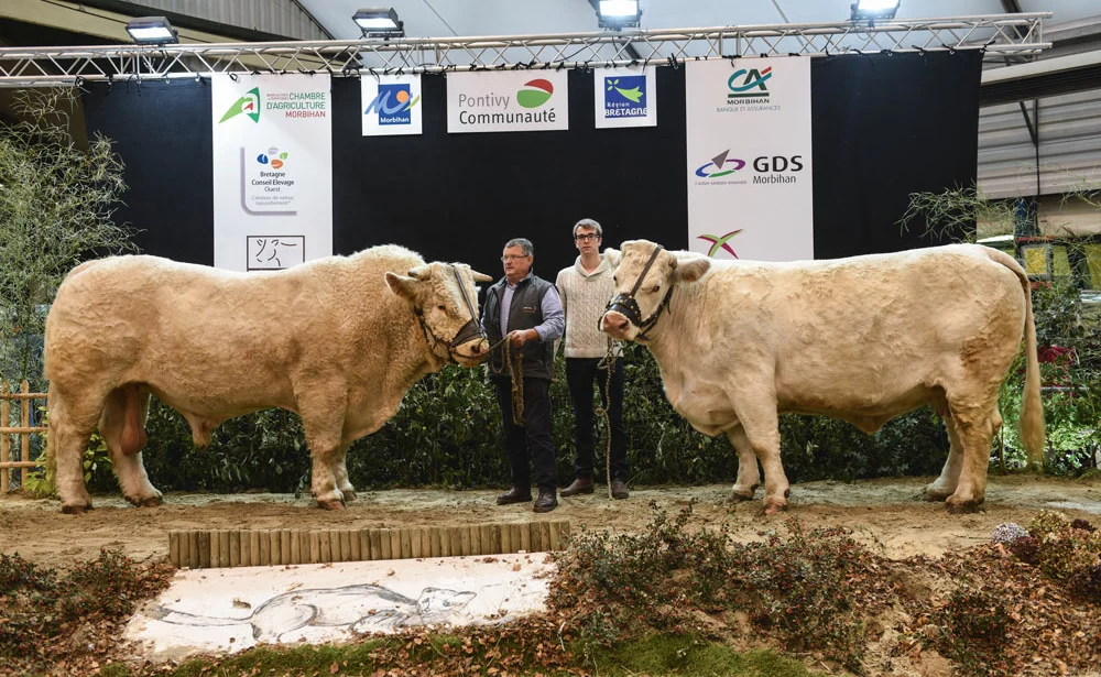 concours-taureau-charolais-ohh-la-vache-pontivy-2015 - Illustration Gypsy marque l’interrégional