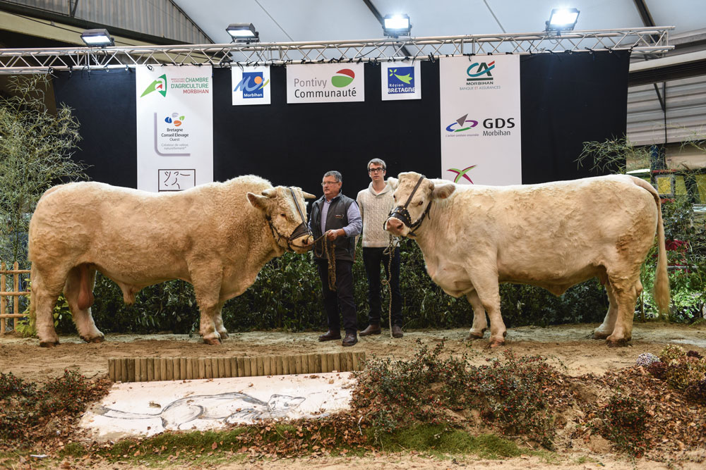 concours-taureau-charolais-ohh-la-vache-pontivy-2015
