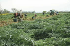 contrat-saisonnier-cdd-agriculteur-employeur-exoneration-patronale