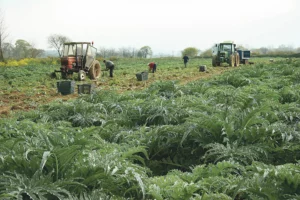 contrat-saisonnier-cdd-agriculteur-employeur-exoneration-patronale