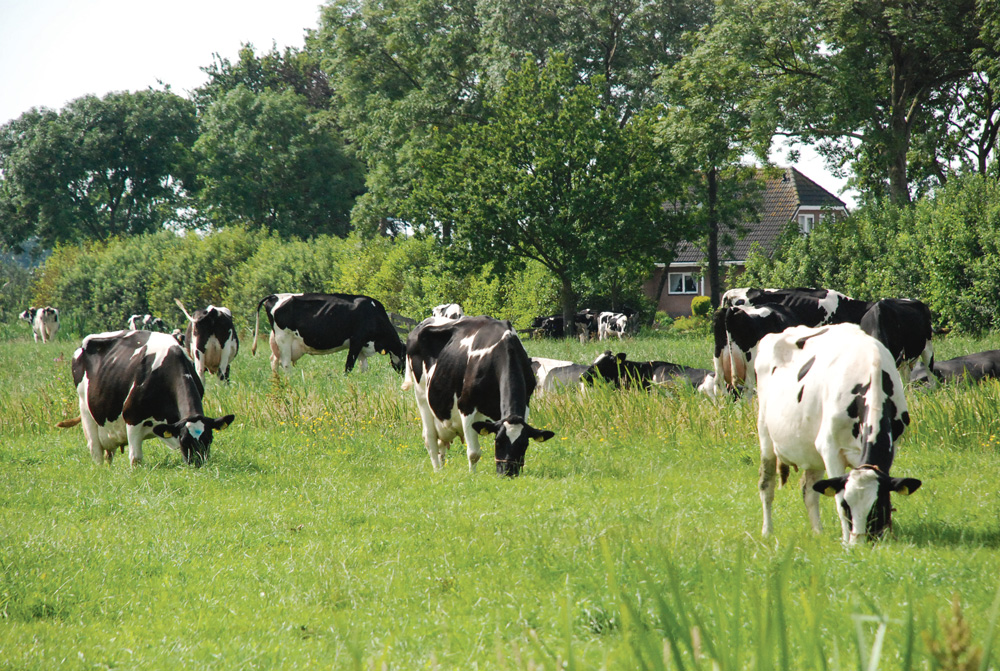 directive-nitrate-norme-rigide-environnement-exploitation-agricole-prim-holstein - Illustration Les normes rigides filtrent mal les nitrates