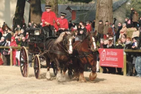 ecomusee-rennes-attelage-cheval-voiture-hippomobile