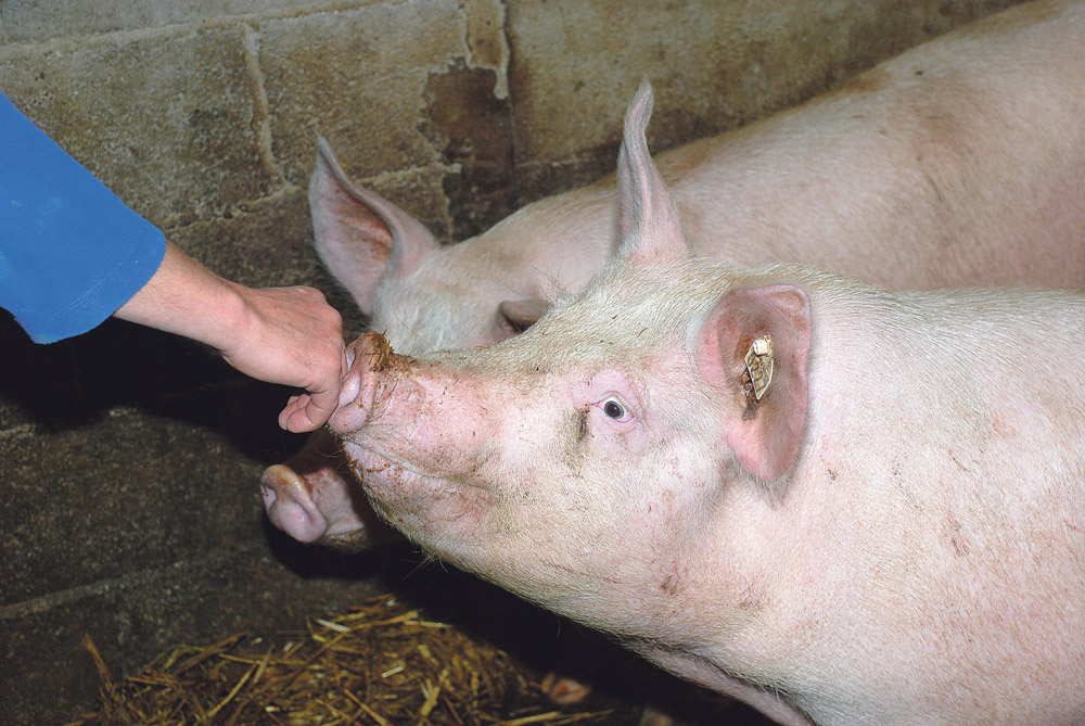 elevage-porc-preparation-cochette - Illustration De la cochette à la 2e portée