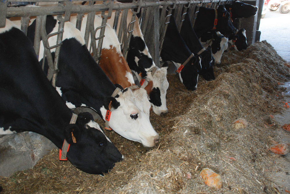 ensilage-meteil-herbe-mais-vache-laitiaire-earl-lanzeon - Illustration Ensilages d’herbe, de méteil et d’épis de maïs se complètent à l’EARL de Lanzéon