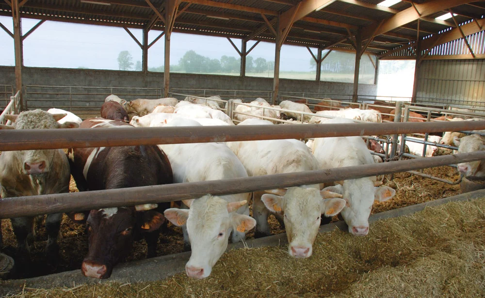 fco-fievre-catarrhale-ovine-bouleversement-marche-elevage - Illustration FCO : “Les perdants seront encore les éleveurs obligés de vacciner leurs animaux”