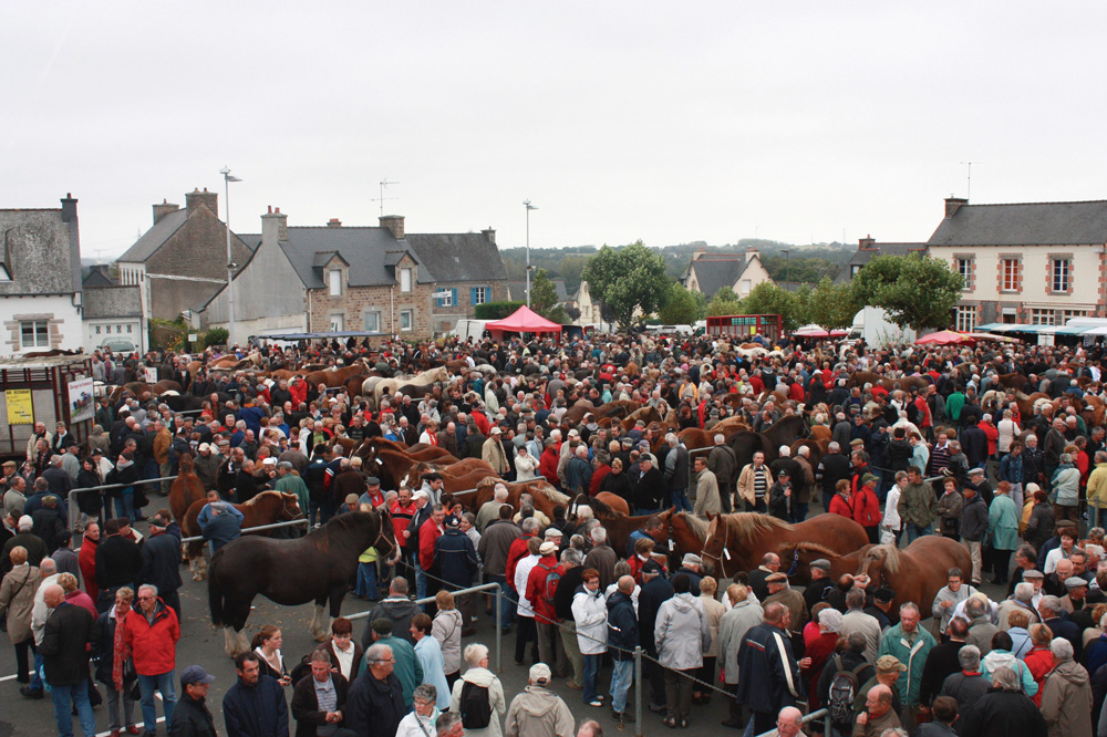 foire-poulain-cheval-bretagne - Illustration Les poulains font la foire