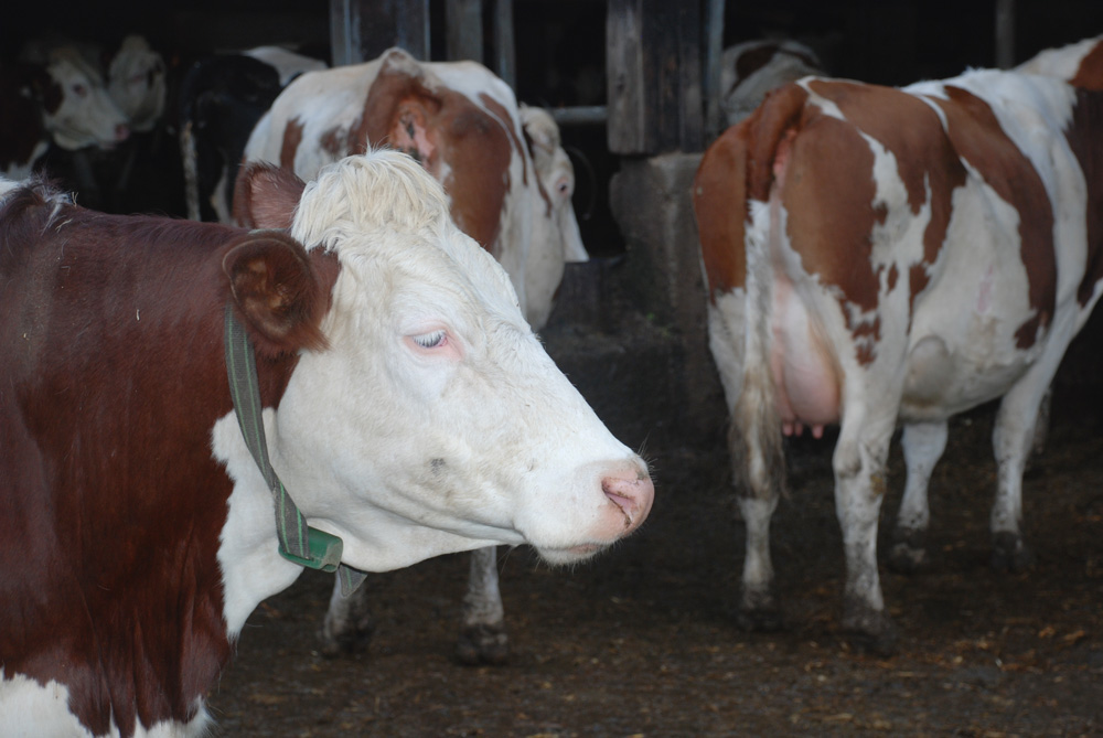 gaz-effet-serre-methane-bovin-limiter-emission - Illustration La vache digère, la planète chauffe