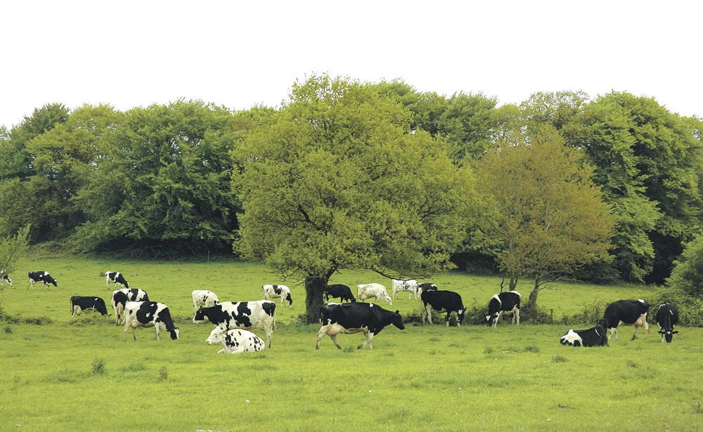gestion-troupeaux-lait - Illustration Une fiche santé pour le troupeau laitier