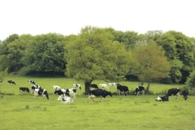 gestion-troupeaux-lait