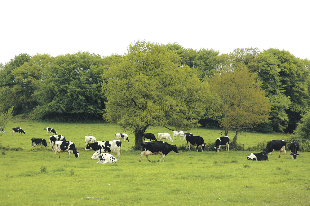 Photo of Une fiche santé pour le troupeau laitier