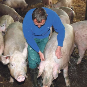 Cochettes et truies gestantes sont logées dans un bâtiment neuf