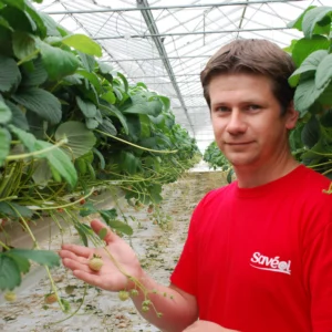 Julien Héliès, producteur de tomates et de fraises à Loperhet (29)