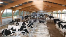 lait-robot-traite-vache-laitiere-prim-holstein