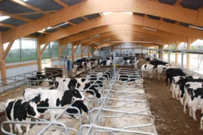 lait-robot-traite-vache-laitiere-prim-holstein