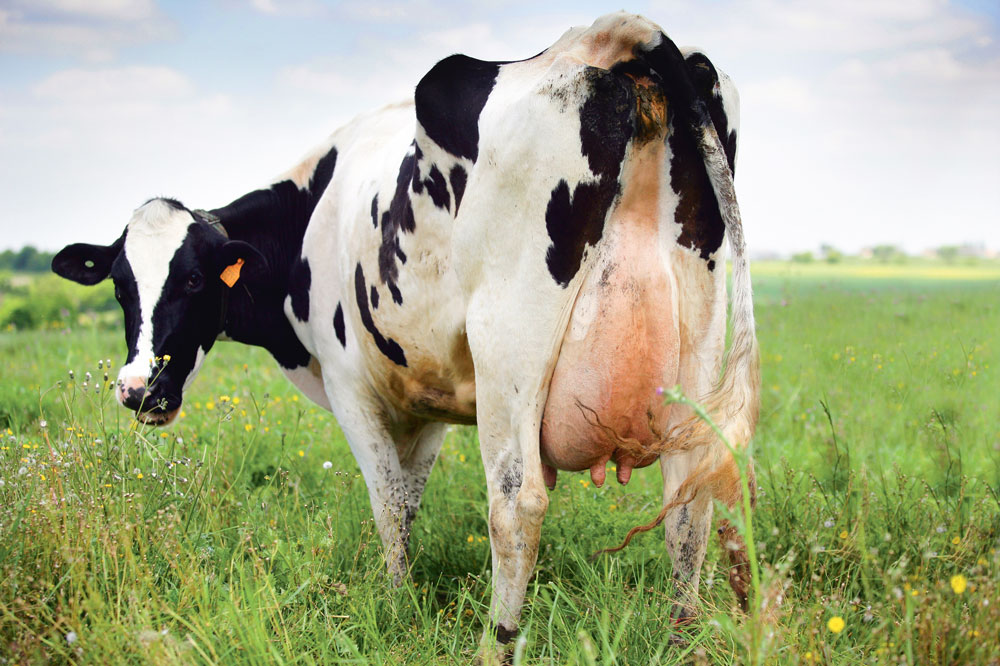  - Illustration Arrêter le lait pour les cultures ?