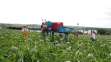 legume-artichaut-recolte-main-oeuvre-revenu-producteur