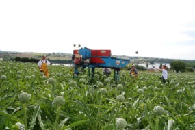 legume-artichaut-recolte-main-oeuvre-revenu-producteur