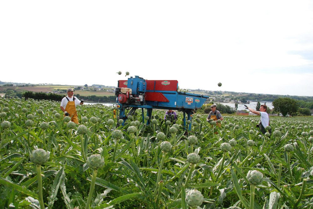 legume-artichaut-recolte-main-oeuvre-revenu-producteur - Illustration Les producteurs en pleine récolte des artichauts
